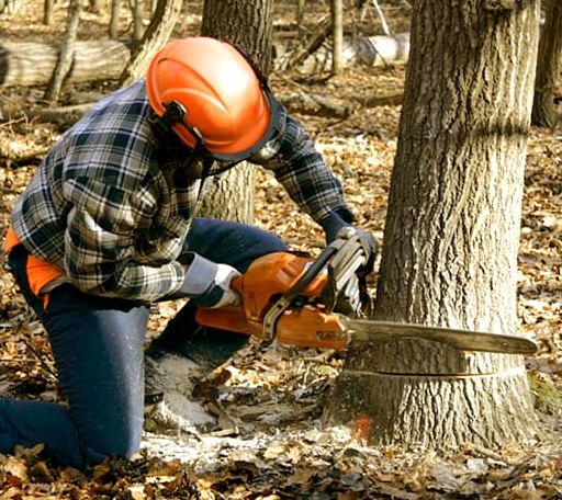 Tree Removal in Prospect Harbor, ME